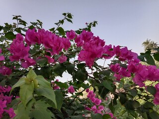 bougainvillea glabra choisy flower pattern with rain drops or lesser bougainvillea or paperflower with water drops 