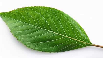 Obraz premium Isolated Green Leafy Branch