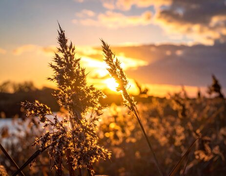 Golden sunset through tall grass - Powered by Adobe