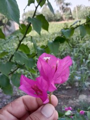 bougainvillea glabra choisy flower pattern with rain drops or lesser bougainvillea or paperflower with water drops 