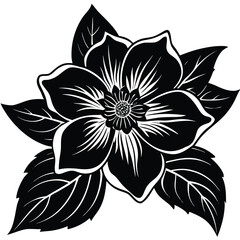 hellebore vector on white background