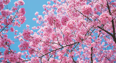 Blooming Cherry Blossoms Against a Clear Blue Sky, Symbolizing Spring and Renewal