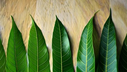 Close Up Of Fresh Mango Leaves Tropical Fruit Tree Mango Leaves Are Medicinal Plant Rich In Antioxidants Such As Anthocyanidins