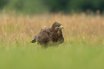 Common Buzzard - Buteo buteo standing alert in a green grassy meadow. Photo from Lubusz Voivodeship in Poland.