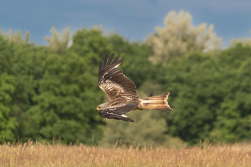 Red kite - Milvus milvus in flight with spread wings with green trees in background. Photo from Lubusz Voivodeship in Poland. 