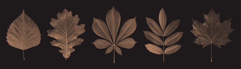 Retro autumn leaf set in stipple style. Includes oak, maple, chestnut, birch, and ash leaves. Perfect for mixed media collages, vintage posters, and print design.