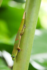 Juvenile Gold Dust Day Gecko on a Plant