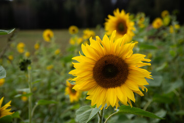 Bright yellow sunflower in sharp focus with a blurred field of sunflowers in the background, creating a soft and vibrant summer scene.