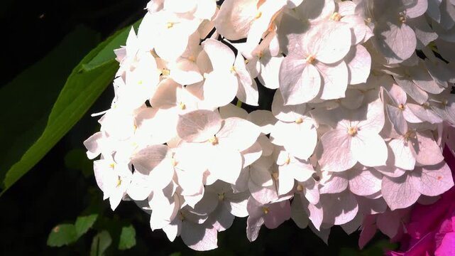 Hydrangea flowers - close-up of flowers of ornamental plant in garden