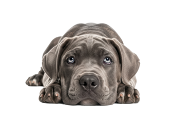 Majestic blue-grey brindle Cane Corso puppy, soft fur, lying on paws, looking up with soulful light blue eyes on a transparent studio background. Adorable pet loyalty and innocence