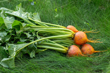 Bunch of beetroots Boldor variety with dark-golden skin and green leaves is on the green grass of the lawn. Harvested beets, autumn crop.