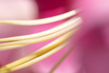 Close-Up View of Pink Flower with Creamy Yellow Stamens in Focus