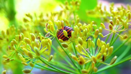 Graphosoma lineatum - red bug on a flower feeds on plant juice