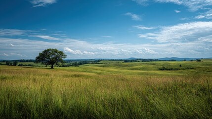 Lone Tree on Rolling Green Golden Hillside Under Bright Blue Sky.
