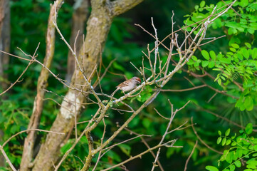 A Chipping Sparrow Perched in a Tree near Montello, Wisconsin.