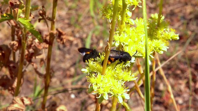 Scolia hirta, medium-sized wild wasp collecting nectar on flowers in the garden