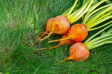 Bunch of beetroots Boldor variety with dark-golden skin and green leaves is on the green grass of the lawn. Harvested beets, autumn crop.