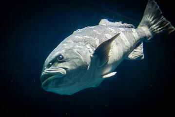 A large gray rockfish gliding through deep blue water; chunky head, heavy jaw, broad eye, mottled...