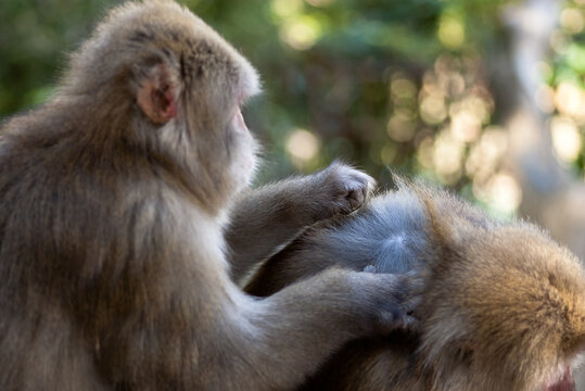 Two monkeys in natural surroundings share a calm, intimate moment; one tends to the other, lying down amidst lush greenery with soft light, highlighting bond and care