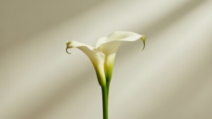 Elegant white calla lilies with soft shadows against a neutral background, perfect for design projects