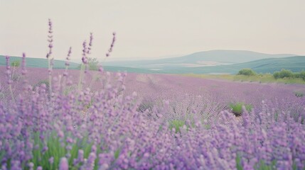 Obraz premium Lavender Field in Bloom Scenic Landscape with Rolling Hills and Mountain Background