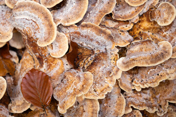Mushroom background