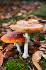 Fly agaric mushrooms