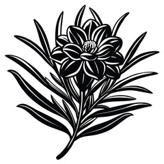 rosemary flower vector on white background