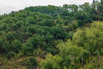 pine forest in the mountains
