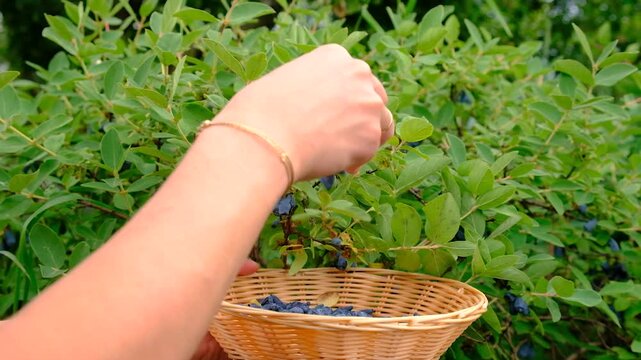 honeysuckle growing in the garden. Selective focus.