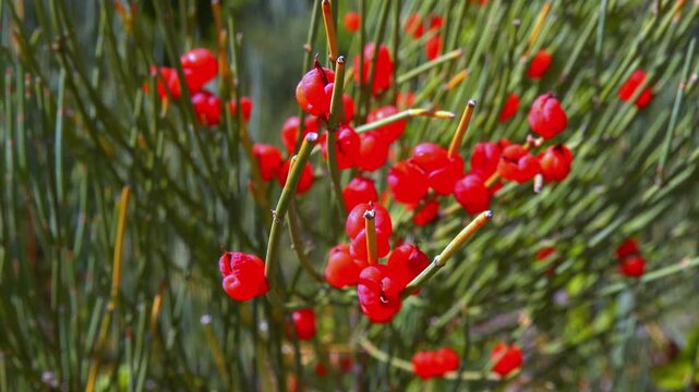 Red tasty edible fruits of Ephedra arborescens in the garden