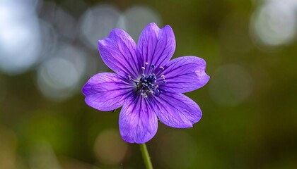 Fototapeta premium Vibrant Purple Flower Blooming in Natures Embrace.
