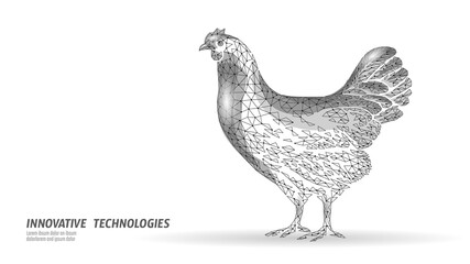 Chicken low poly art illustration. Polygonal hen fowl bird abstract mesh design. Farming agriculture poultry biology science concepts. White background monochrome gradient vector