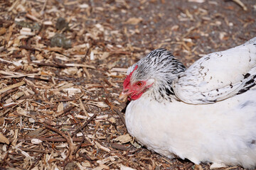 Close-Up of a White Hen Outdoors in Natural Farm Setting