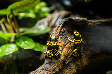 Views of the Singapore Oceanarium