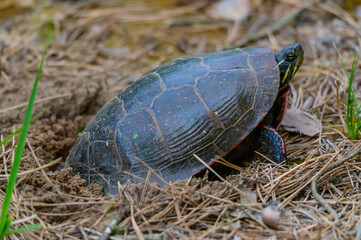 Painted Turtle Laying Her Eggs Near Montello, Wisconsin.