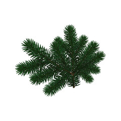 Christmas Pine Tree Branch Vector with Green Needles for Holiday Decoration Design