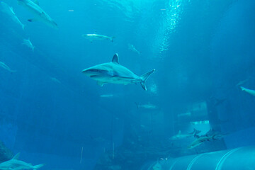 Fototapeta premium Views of the Singapore Oceanarium