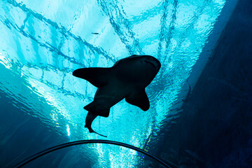 Title: Views of the Singapore Oceanarium
