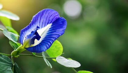 Clitoria Ternatea Or Butterfly Pea Flower On Natural Background