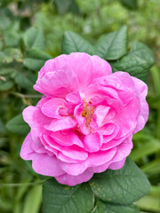 Beautiful Pink Garden Rose Surrounded by Green Leaves