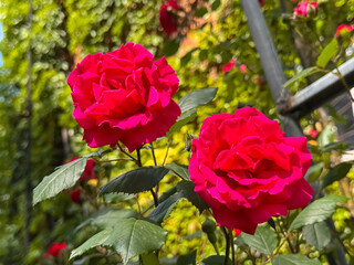 Obraz premium Vibrant Red Rose with Multiple Buds Blooming in Garden Close-Up