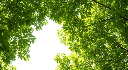 Sunlight passing through tree leaves isolated on white background.