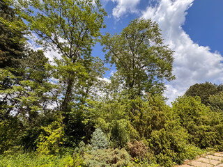 Obraz premium Tall Pine Trees in Sunny Forest with Blue Sky and Green Grass