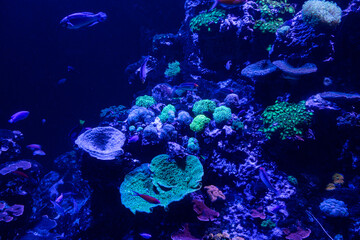 Views of the Singapore Oceanarium
