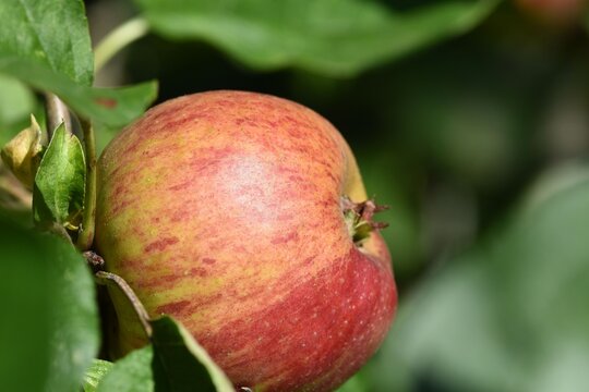 Red flamed apple on the tree of the old cultivar Gravenstein.