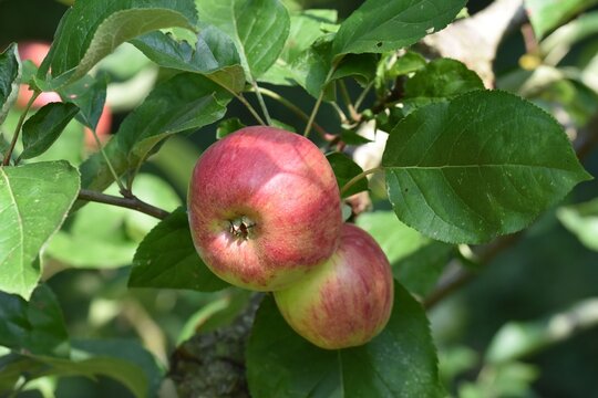 Red and green flamed apples on the tree of the old cultivar Gravenstein.