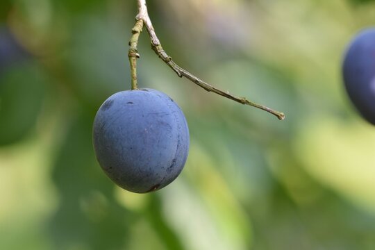 A ripe damson plum on a  branch.
