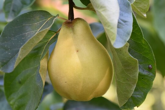 A ripe portugal quince on the tree with leaves.