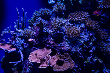 Views of the Singapore Oceanarium